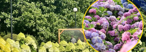 Гортензії в Києві