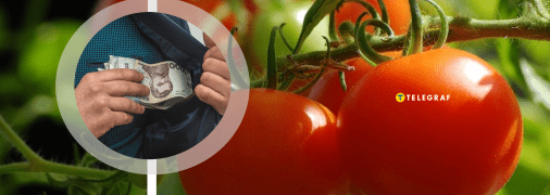 Заробіток на помідорах