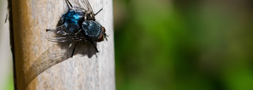 Мухам у будинку не місце