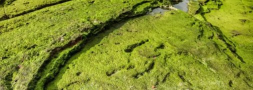 Унікальні сліди людини, яким близько 90 тисяч років, знайдені у Африці