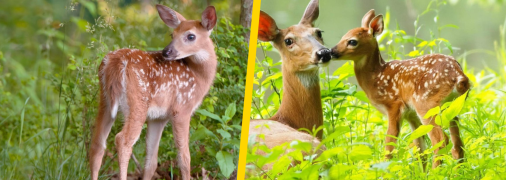 Ілюстративне фото