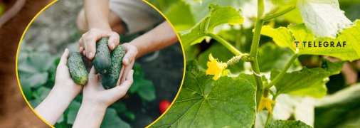 Чем подкормить огурцы в июле