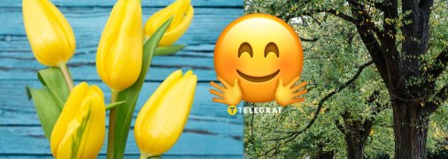 Тюльпанове дерево