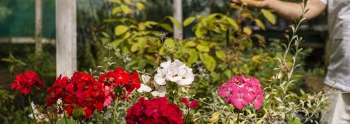 Герань навесні знову порадує око