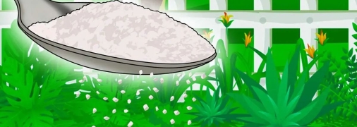 Как применять сахар в саду - полезный лайфхак