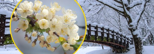 Є кілька способів захистити дерева черешні від заморозків