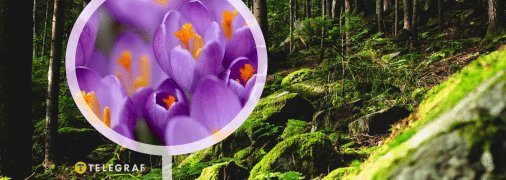 Карпати, крокуси