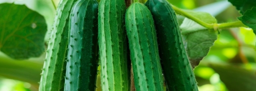 Чтобы вырастить большой урожай огреков, нужно знать, как правильно их сажать (изображение создано с помощью ИИ)