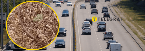 Посеред шосе жінка знайшла рідкісного полоза сарматського