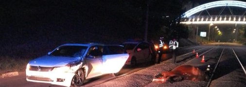 В результате ДТП животное скончалось. Фото: Полиция