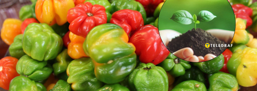 Болгарський перець