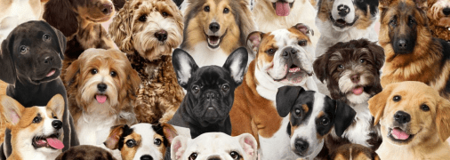 Собаки різних порід або дворняжки можуть стати відданим другом