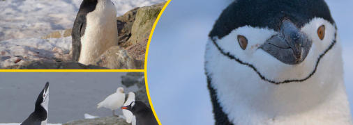 Пингвины на станции "Академик Вернадский"