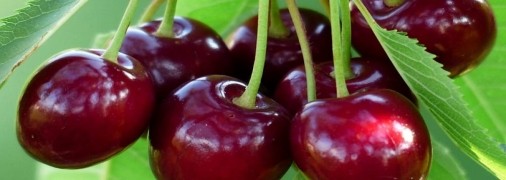 На що звернути увагу садівникам