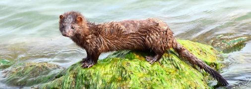 Американская норка