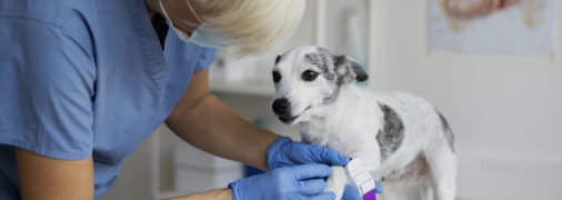 В Україні запустили велику платформу з пошуку тварин для донорства