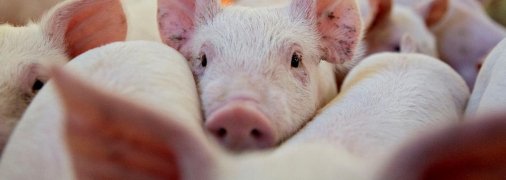 Маленькие поросята