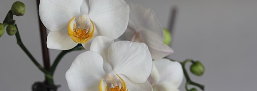 Приготовить удобрение из чеснока очень просто