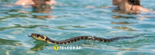 Змія у воді