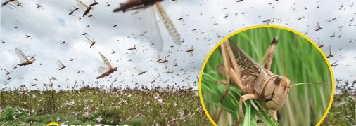 Саранча в Украине