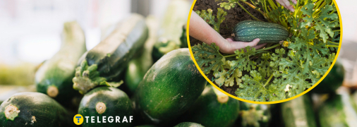 Чем удобрять кабачки в сентябре