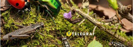 В Україні зникає одна з комах