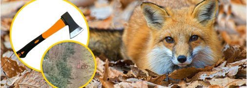 Лисиця забрала з поля сокиру