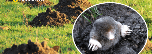 Колаж "Телеграфу"