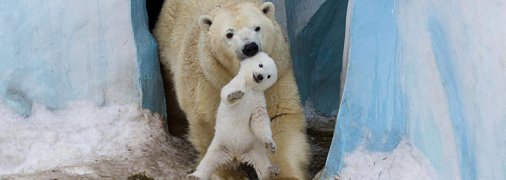 25 трогательных фото о том, как животные воспитывают своих детенышей