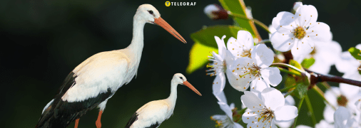 Приліт лелек