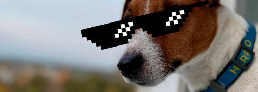 Пес Патрон на новой волне популярности в Украине