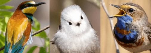 Этих птиц бердвотчерка Диана Цуканова сфотографировала в Киеве