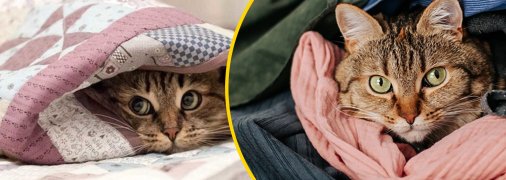 Кошка прячется в одежде