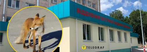 Лиса в городе