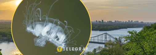 Медуза може налякати