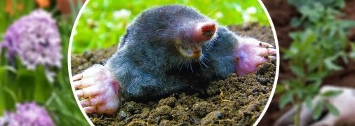 Как отогнать кротов с огорода - лайфхак