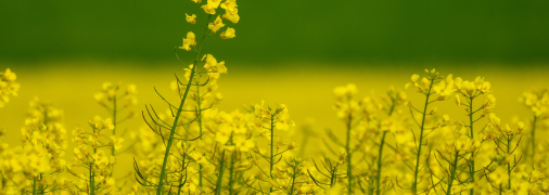 Гірчиця – помічниця дачників