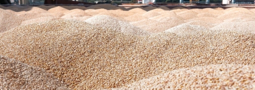 Украинское зерно стало яблоком раздора, но выход есть