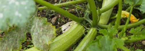 Вы выберете отличные кабачки