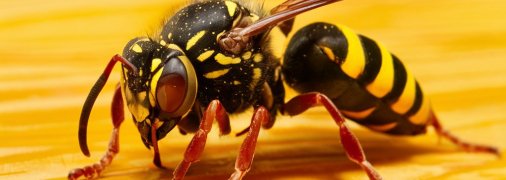 Осы очень опасны (изображение создано с помощью ИИ)