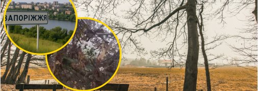 Посреди осени в Запорожье расцвели деревья вишни