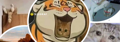 Мемы о котах