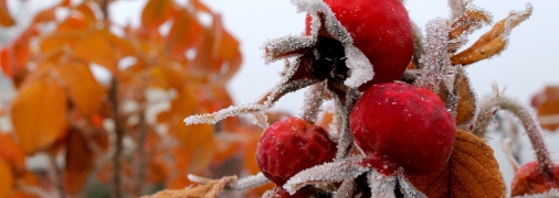 Підготовка саду до зими – важливий етап