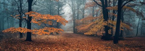 Народні назви листопада