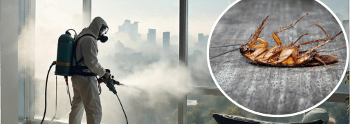 В Украине есть большие тараканы с ладонь