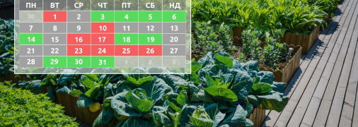 Коли будуть сприятливі дні для посадки кабачків, зелені, капусти та інших культур