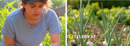 Готувати часник до посадки в землю можна вже зараз