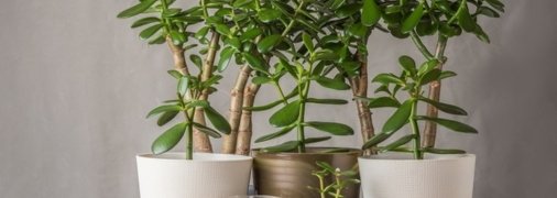 Толстянку называют денежным деревом