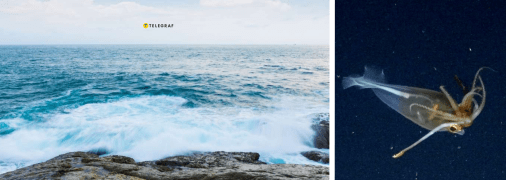 Кальмар в Атлантичому океані