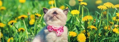 К концу недели дожди и грозы ударят по Украине: кому повезет меньше всего (карты)